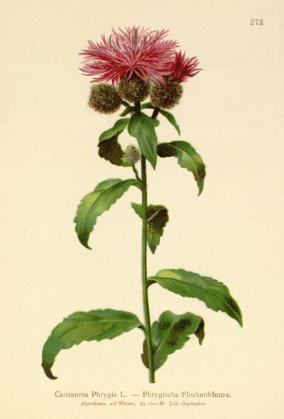 Centaurée phrygienne - German School
