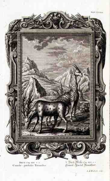 Animaux sauvages, de 