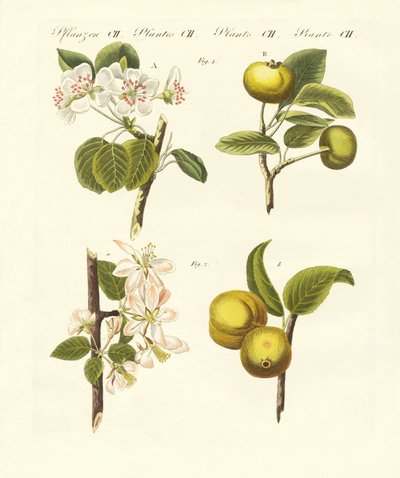 Types de fruits sauvages - German School