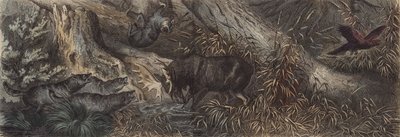 Faune du nord de la Russie - German School