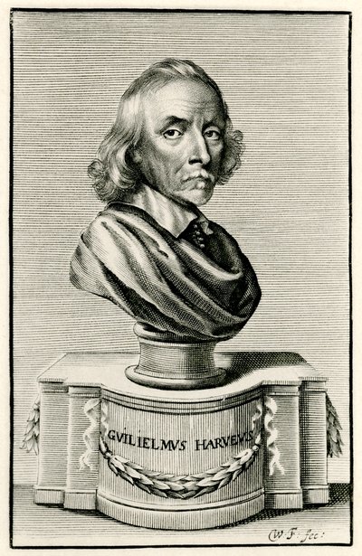William Harvey - German School