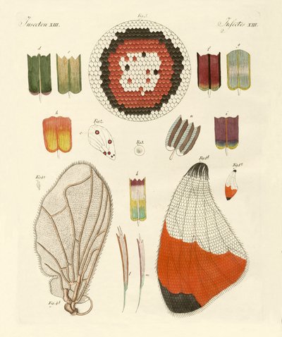 Aile de papillon - German School