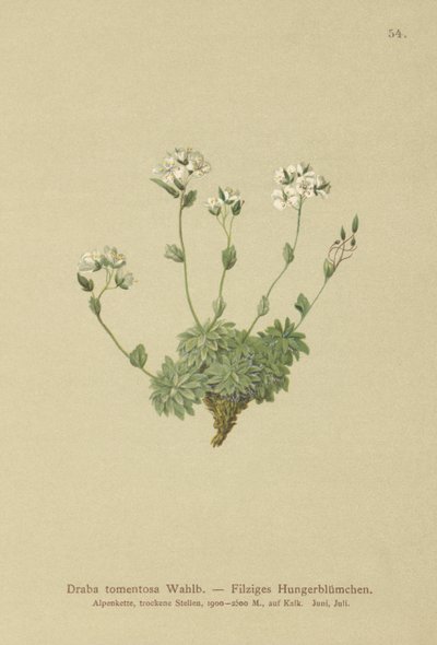 Drave laineuse (Draba tomentosa) - German School