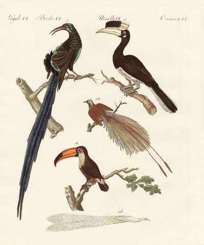 Oiseaux merveilleux - German School