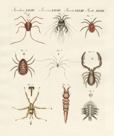 Insectes merveilleux - German School