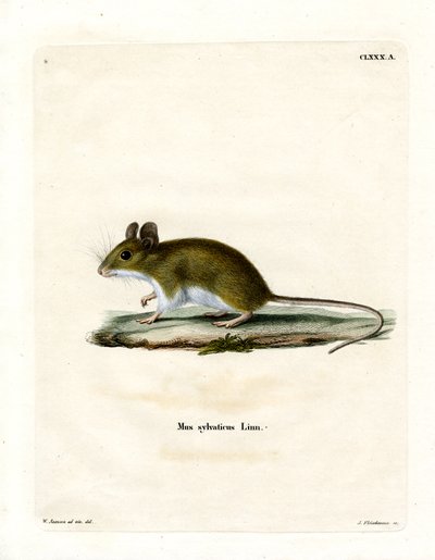 Souris des bois - German School