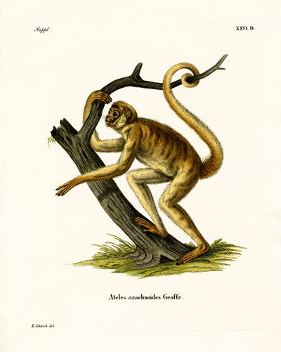 Singe-araignée laineux - German School
