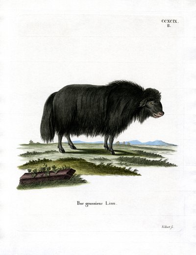 Yak - German School