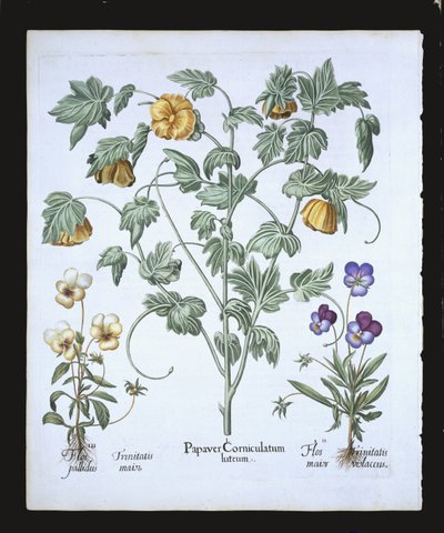 Pavot cornu jaune, du Hortus Eystettensis par Basil Besler (1561-1629), pub. 1613 (gravure en couleur) - German School