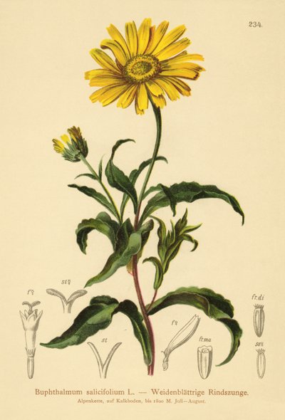Œil-de-bœuf jaune (Buphthalmum salicifolium) - German School