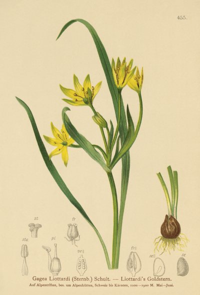 Gagée de Liotard (Gagea Liottardi, Gagea lutea, Gagea fragifera, Ornithogalum minimum var. fragiferum, Gagea fistulosa subsp. liotardii) - German School