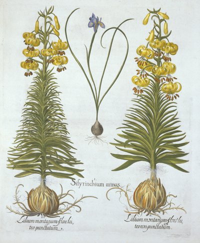 Lis martagon jaune avec bulbe et herbe aux yeux bleus nains, de Hortus Eystettensis, par Basil Besler (1561-1629), pub. 1613 - German School