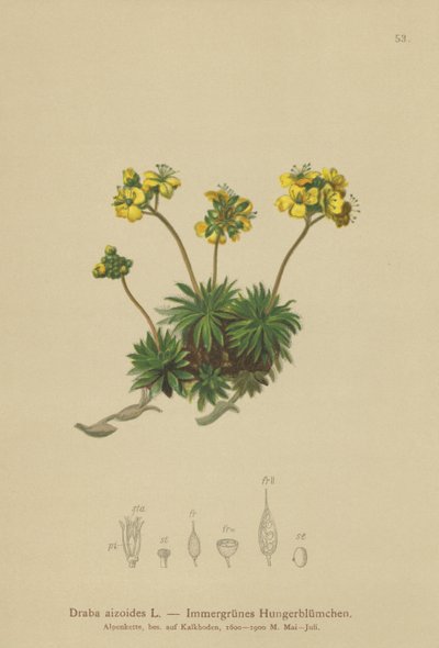 Drave jaune (Draba aizoides) - German School