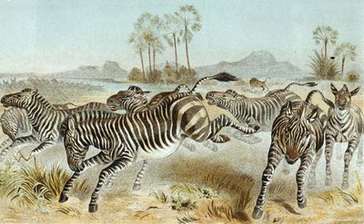 Zèbre, planche de "Brehms Tierleben: Allgemeine Kunde des Tierreichs", vol 3, p. 81, publié par Bibliographisches Institut - German School