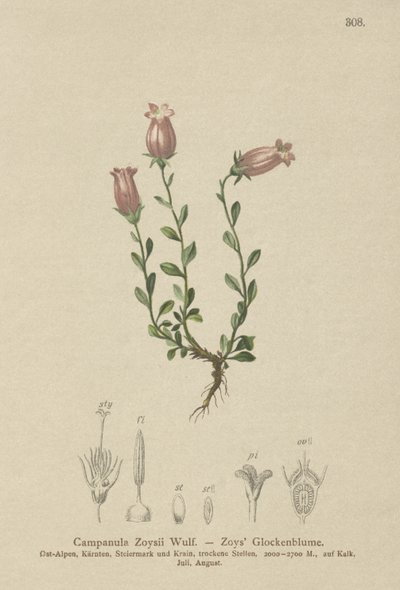 Campanule de Zois (Campanula Zoysii) - German School
