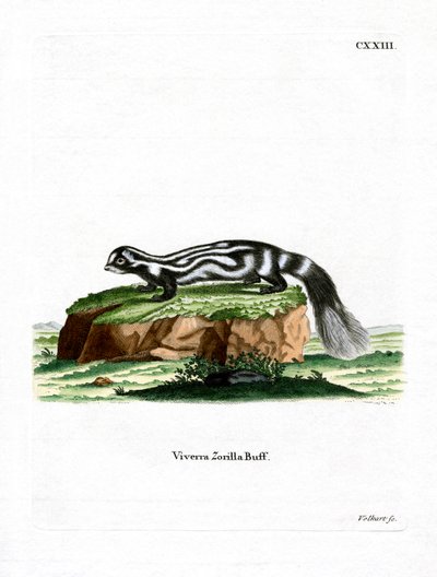 Zorille - German School