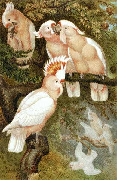 Cacatoès dnca, planche de "Brehms Tierleben: Allgemeine Kunde des Tierreichs", vol.5, p.380, publié par Bibliographisches Institut - German School