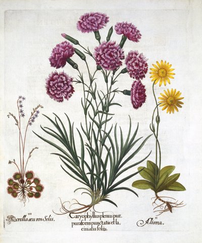 i. Œillet, Dianthus, ii. Arnica & iii. Rossolis à feuilles rondes, de Hortus Eystettensis, par Basil Besler (1561-1629), pub. 1613 - German School