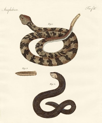 Serpent - German School