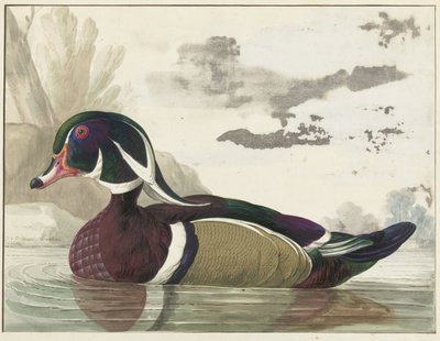Canard de Caroline - Gerrit van den Heuvel