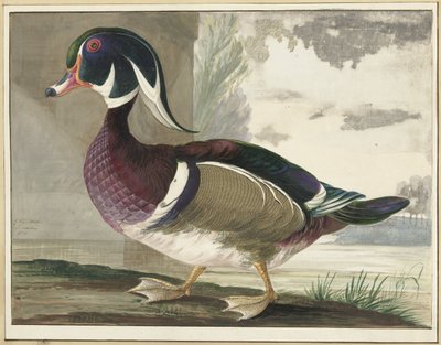 Canard de Caroline - Gerrit van den Heuvel