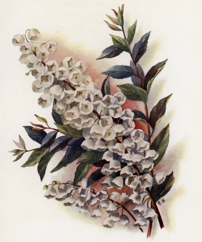 Andromeda Speciosa v Cassinefolia - Gertrude Hamilton