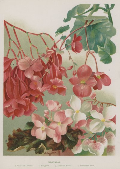 Bégonias - Gertrude Hamilton
