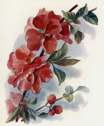 Cydonia Japnonica v Cardinalis - Gertrude Hamilton