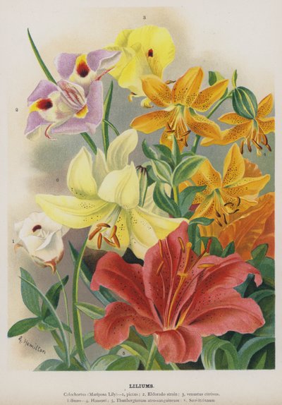 Lys - Gertrude Hamilton