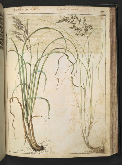 Une plante médicinale, de "Peintures de la flore des États romains" par Gherardo Cibo, Add MS 22333, f142r, c.1564-84 - Gherardo Cibo