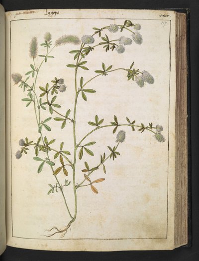 Une plante à fleurs blanches, de "Peintures de la flore des États romains" par Gherardo Cibo, Add MS 22333, f117r, c.1564-84 - Gherardo Cibo