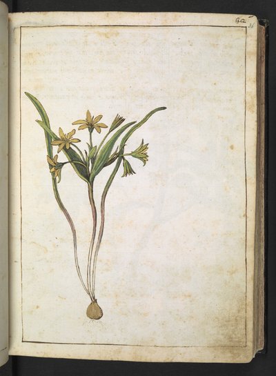 Une plante avec des fleurs jaunes, de "Paintings of Flora of the Roman States" par Gherardo Cibo - Gherardo Cibo