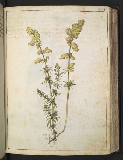 Une plante à feuillage jaune, de "Paintings of Flora of the Roman States" par Gherardo Cibo - Gherardo Cibo