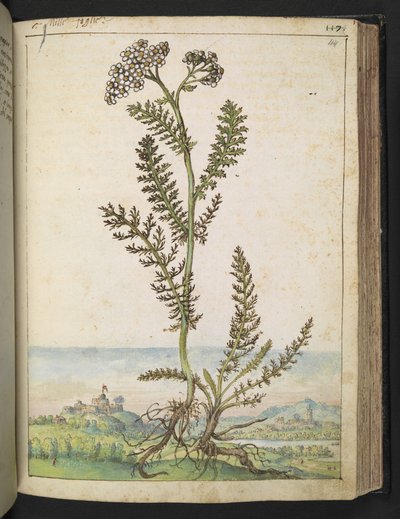 Achillea millefolium: Une plante haute de type fougère avec des fleurs blanches, de "Peintures de la flore des États romains" par Gherardo Cibo - Gherardo Cibo
