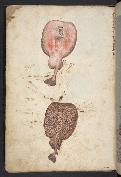 Peintures de la flore des États romains, c.1564-84 - Gherardo Cibo