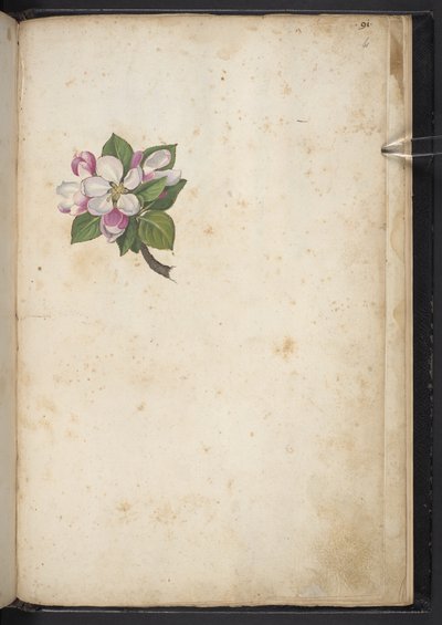 Fleur, de 