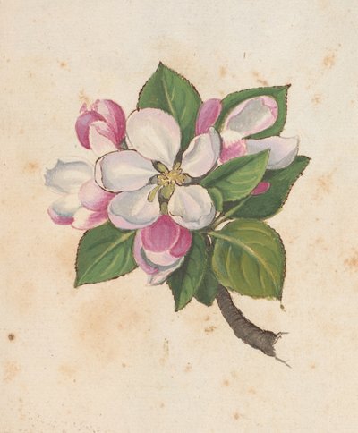 Fleur, de 