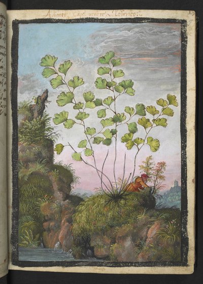 Adiantum capillus-veneris, de "Peintures de la flore des États romains" par Gherardo Cibo - Gherardo Cibo