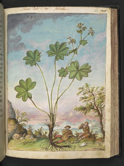 Alchemilla vulgaris (Manteau de Notre-Dame), de 