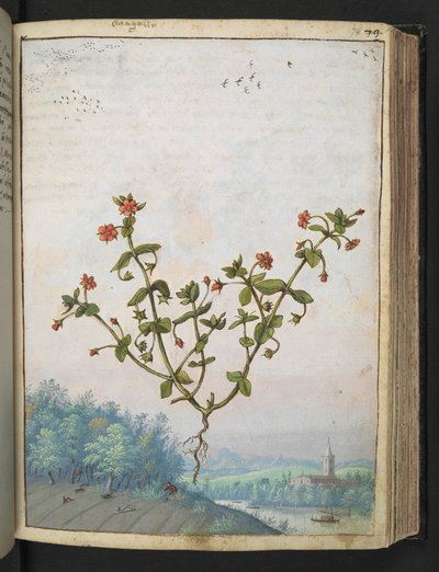 Anagalis arvensis: Une plante avec des fleurs rouges, de 
