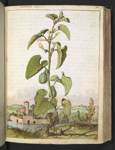 Aristolochia clematitis, de "Paintings of Flora of the Roman States" par Gherardo Cibo - Gherardo Cibo
