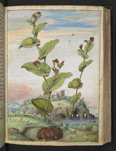 Aristolochia rotunda: Une plante à fruits, de "Peintures de la flore des États romains" par Gherardo Cibo, Add MS 22333, f078r, c.1564-84 - Gherardo Cibo