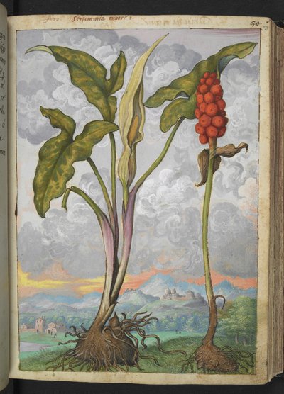 Arum italicum, de "Paintings of Flora of the Roman States" par Gherardo Cibo - Gherardo Cibo