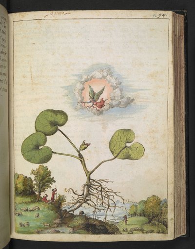 Asarum europaeum, de 