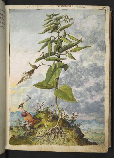 Asclepias, de "Paintings of Flora of the Roman States" par Gherardo Cibo - Gherardo Cibo