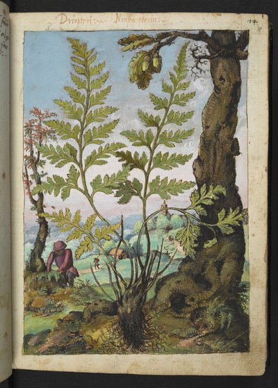 Asplenium adianthum nigrum, de 