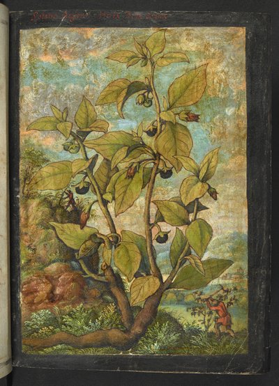 Atropa belladonna, de "Paintings of Flora of the Roman States" par Gherardo Cibo - Gherardo Cibo