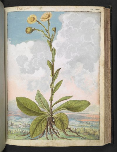 Baccara, de "Peintures de la flore des États romains" par Gherardo Cibo - Gherardo Cibo