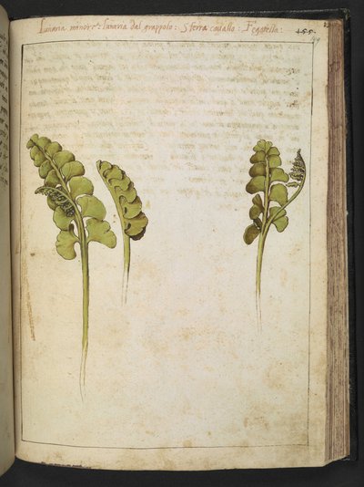 Botrychium lunaria (fougère), de "Peintures de la flore des États romains" par Gherardo Cibo, Add MS 22333, f149r, c.1564-84 - Gherardo Cibo