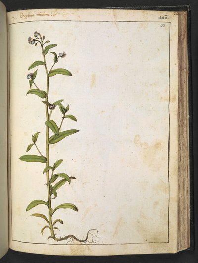 Buglossa, Anchusa azurea (Loddon Royalist), de 